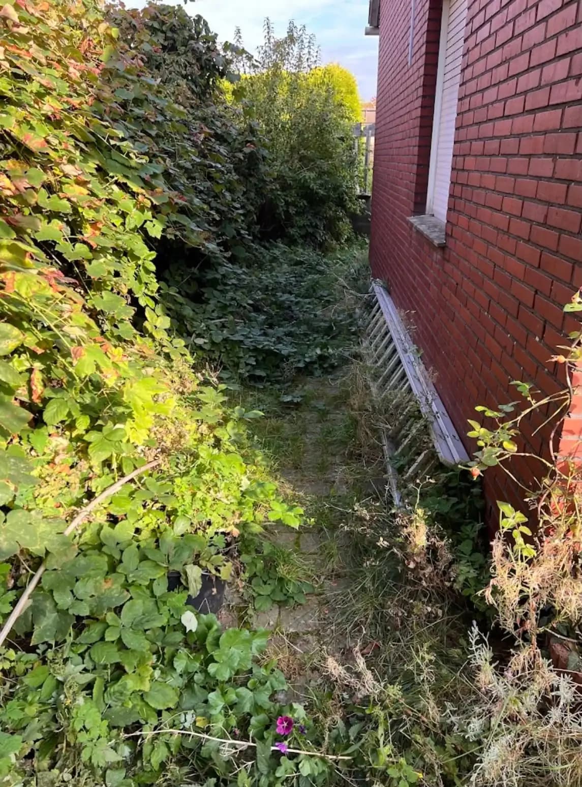 Gepflegter, ordentlich gemähter Garten nach der Pflege durch Der Becker hilft