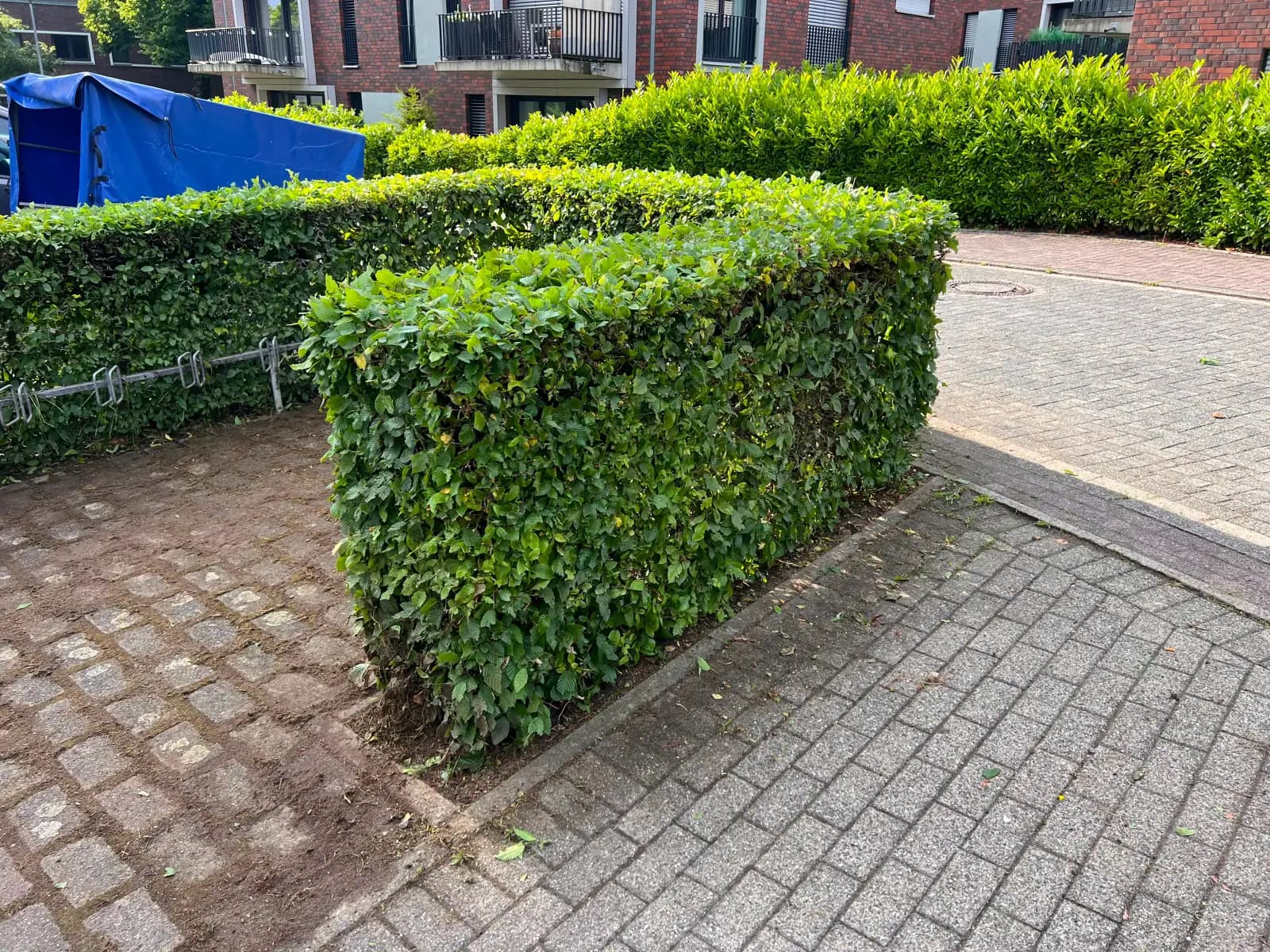 Akkurat in Form geschnittene Hecke an einem gepflasterten Hof