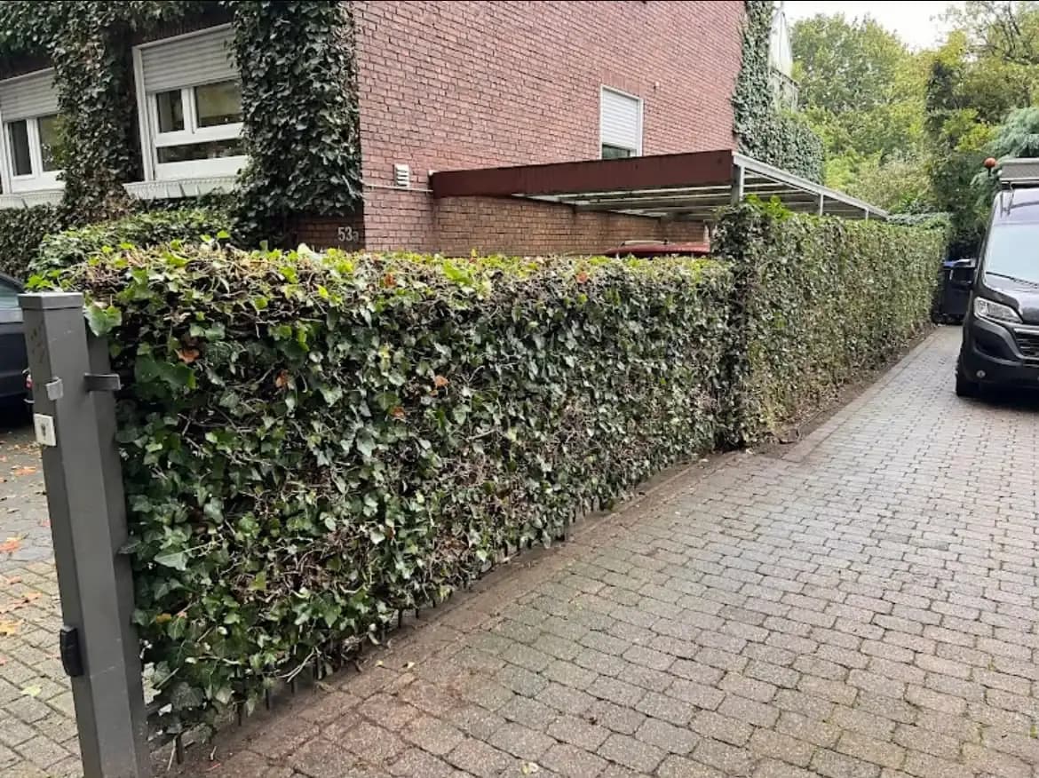 Lange, gleichmäßig geschnittene Hecke entlang einer Einfahrt