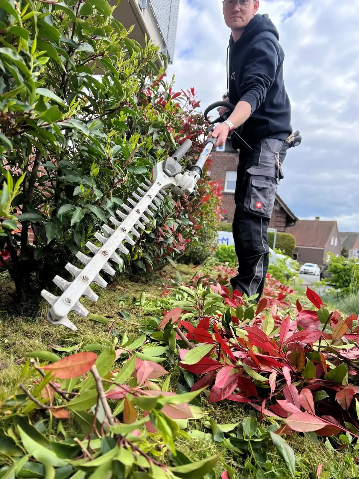 Mitarbeiter von Der Becker hilft schneidet eine Photinia-Hecke mit der Heckenschere